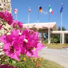 Bougainvillaea