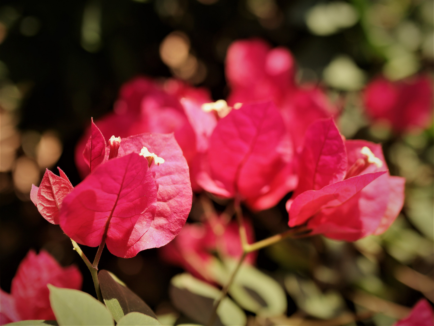   Bougainvillas bluehen immer....