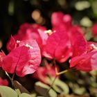   Bougainvillas bluehen immer....