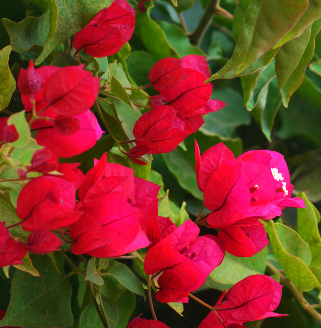 Bougainvillas