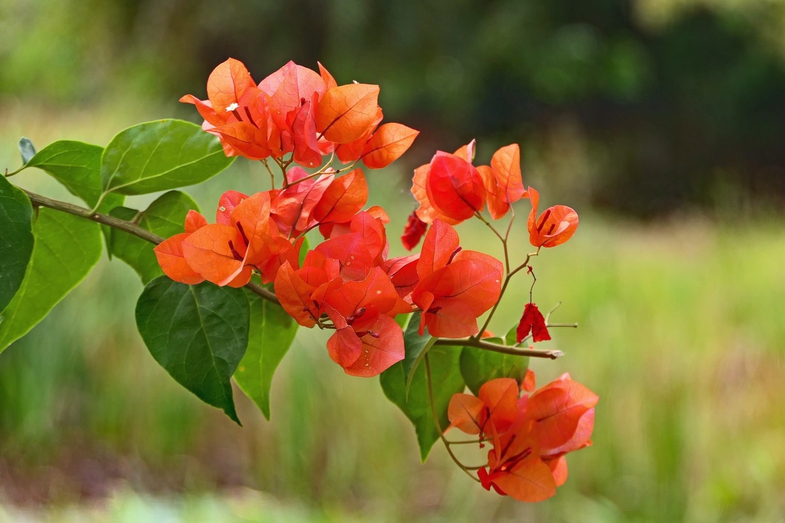 Bougainville Foto & Bild asia, thailand, pflanzen, pilze & flechten