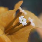 Bougainville