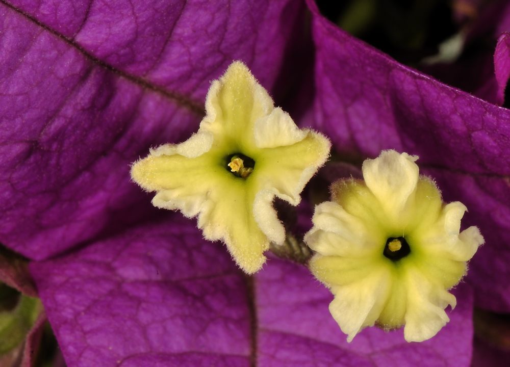 Bougainville