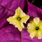 Bougainville