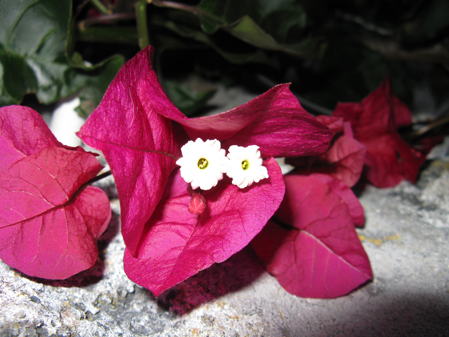 Bougainville # 2