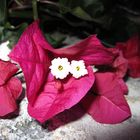 Bougainville # 2