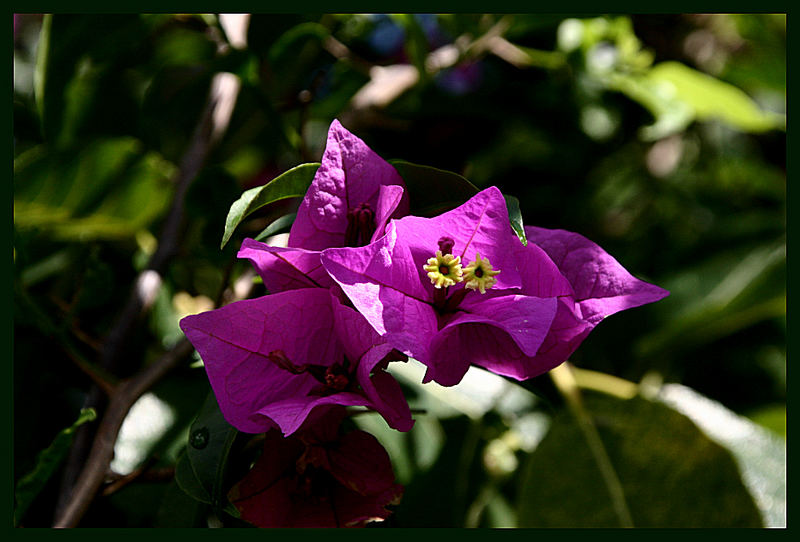 Bougainville