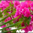 bougainvillé