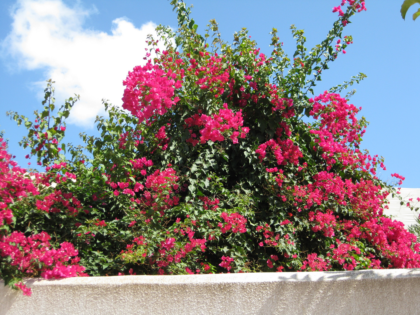 Bougainville