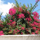 Bougainville