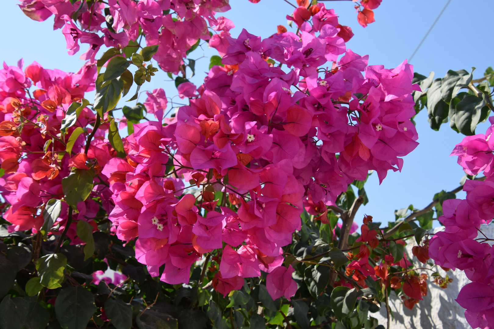 Bougainville Foto & Bild pflanzen, pilze & flechten, blüten