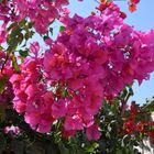 Bougainville