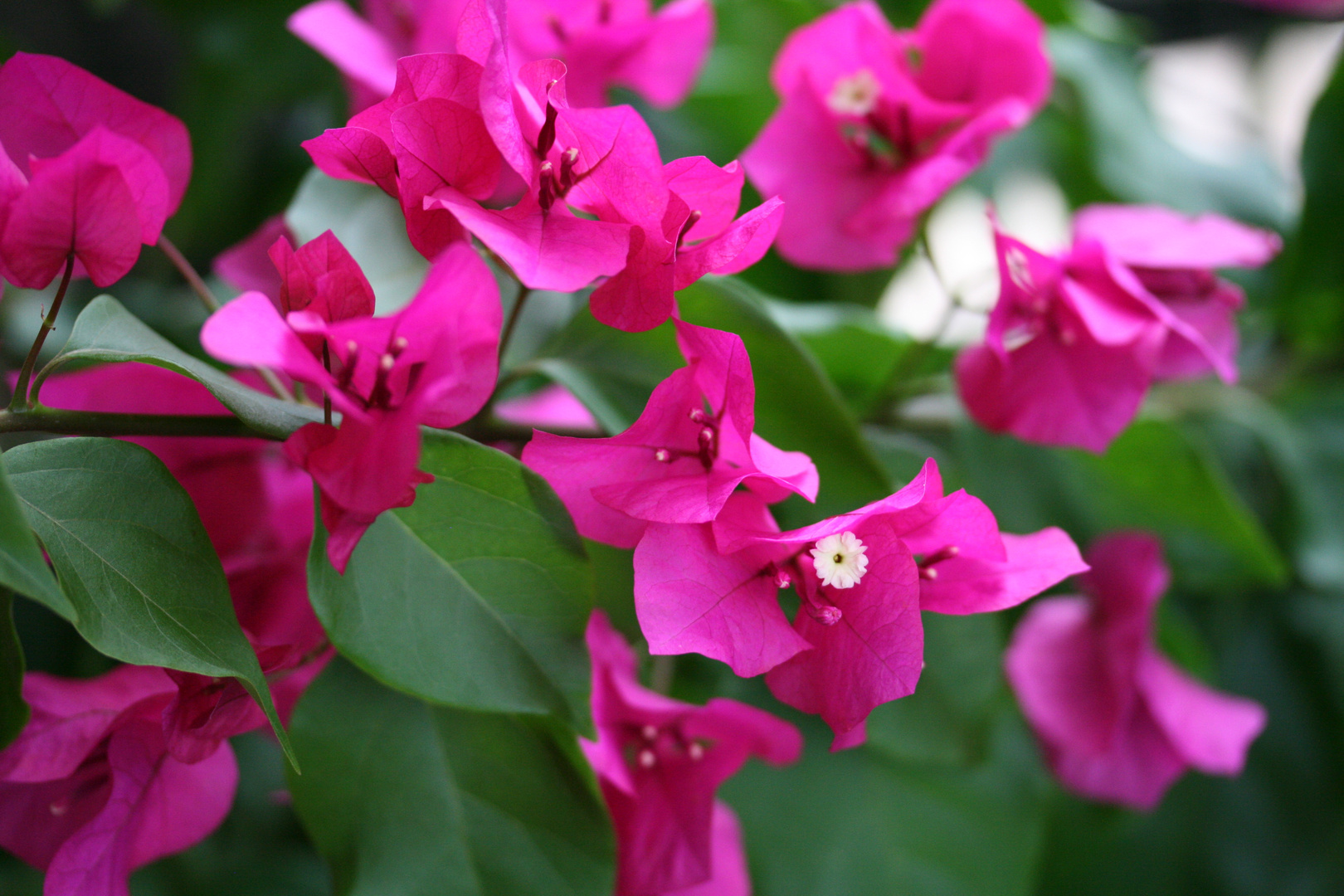 Bougainville auf dem Balkon