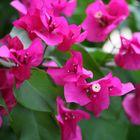 Bougainville auf dem Balkon