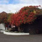 Bougainville