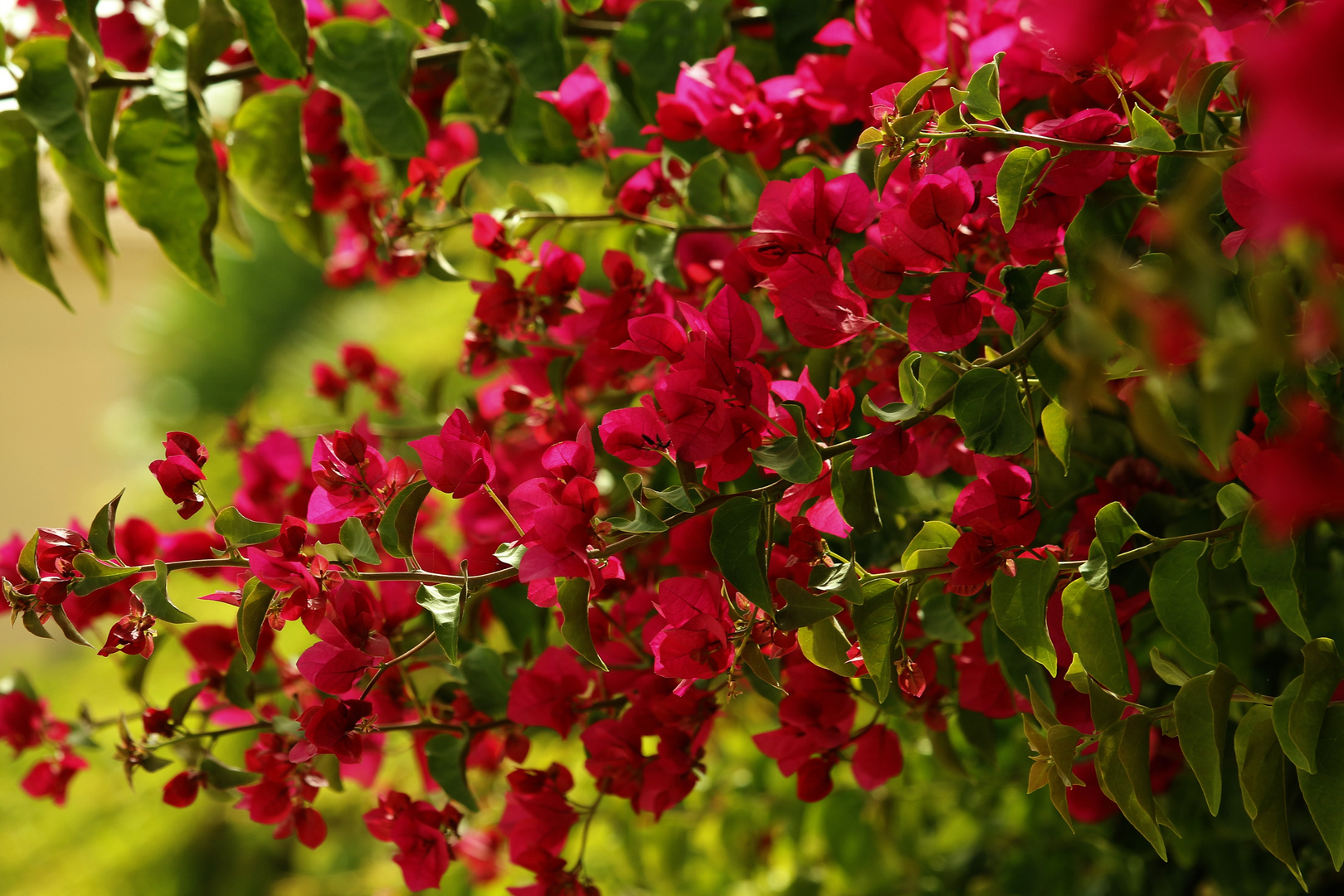 Bougainville - Blütenrausch