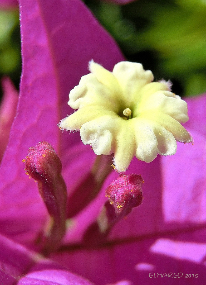 Bougainville bzw. Drillingsblume