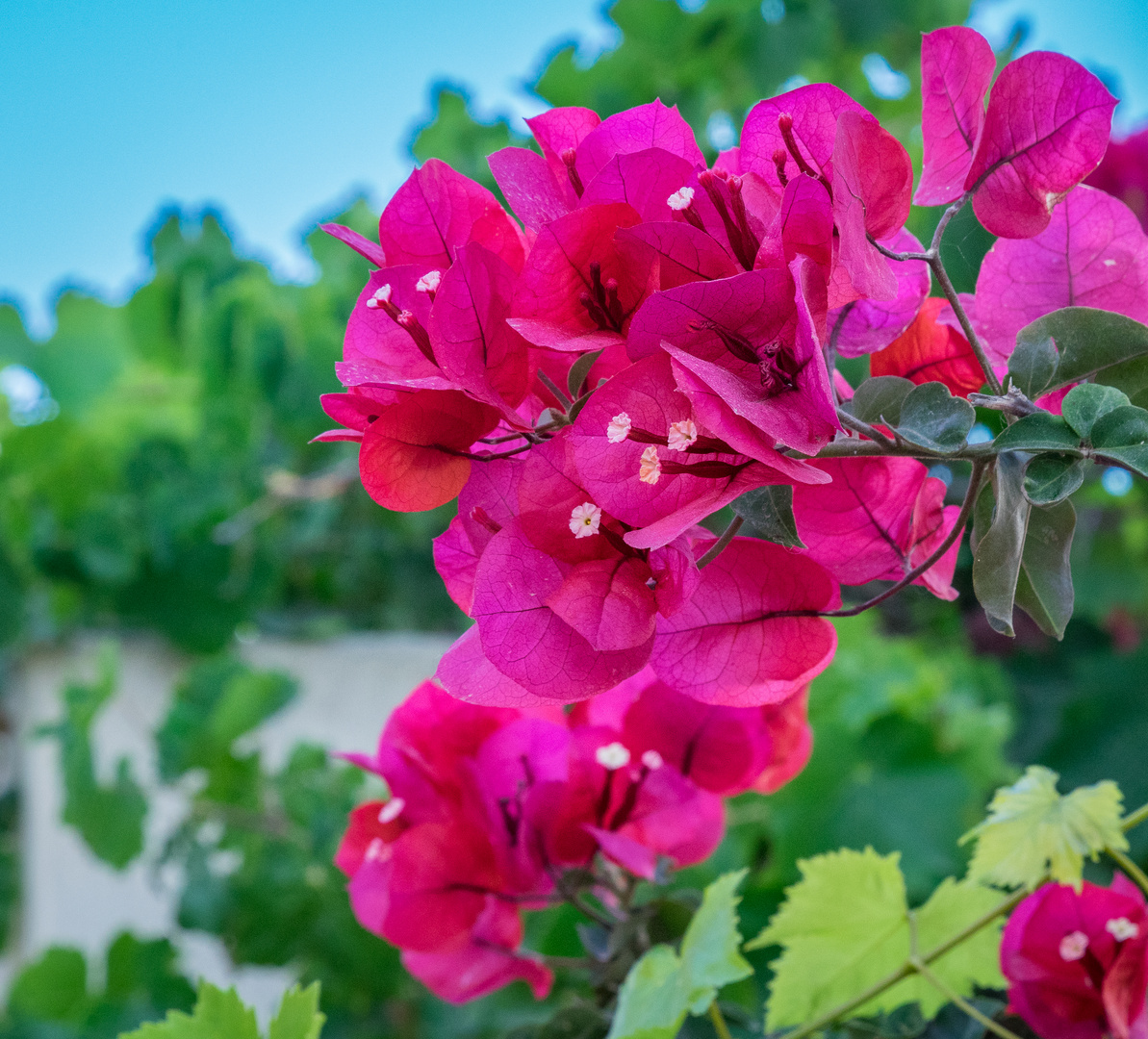 Bougainville 