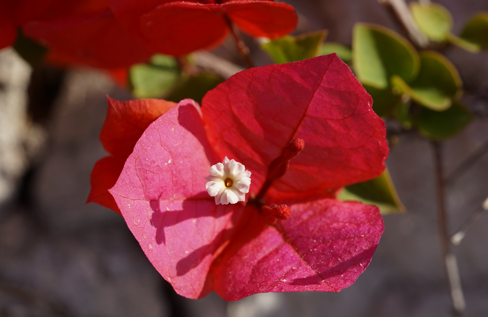 Bougainville einmal rot