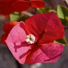 Bougainville einmal rot