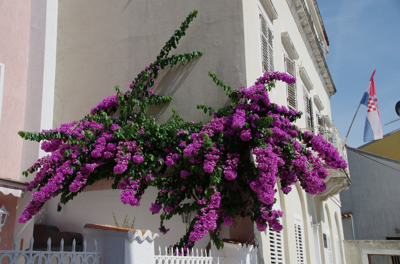 Bougainville in voller Blüte