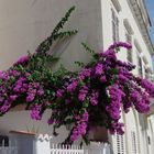 Bougainville in voller Blüte