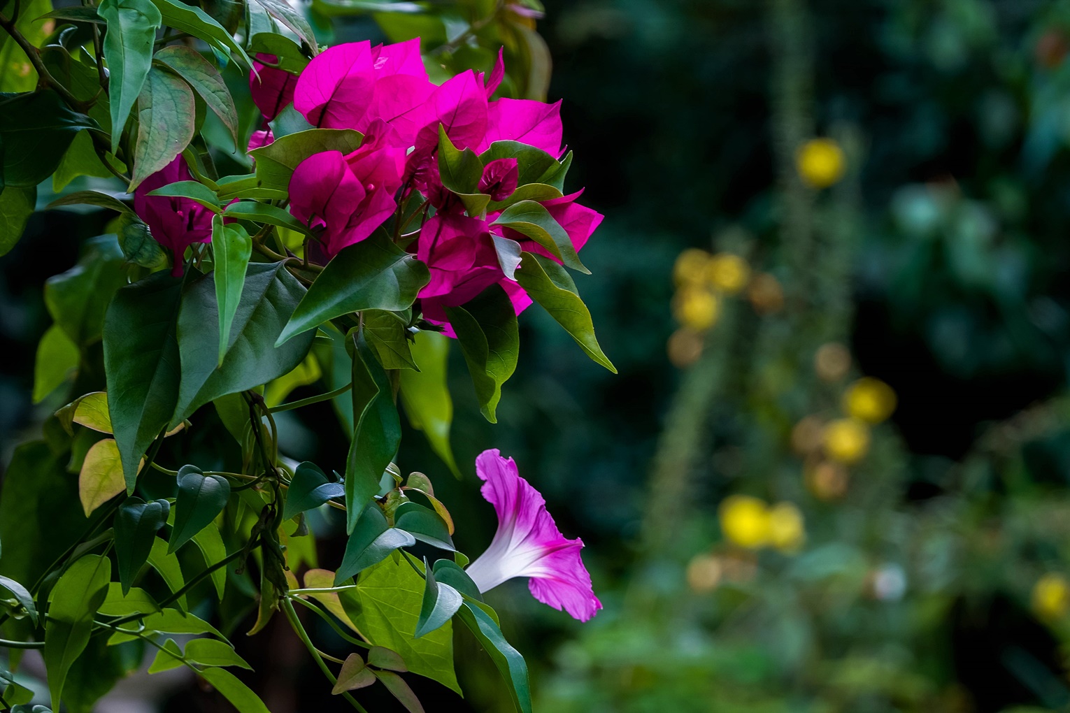 Bougainville & Winde