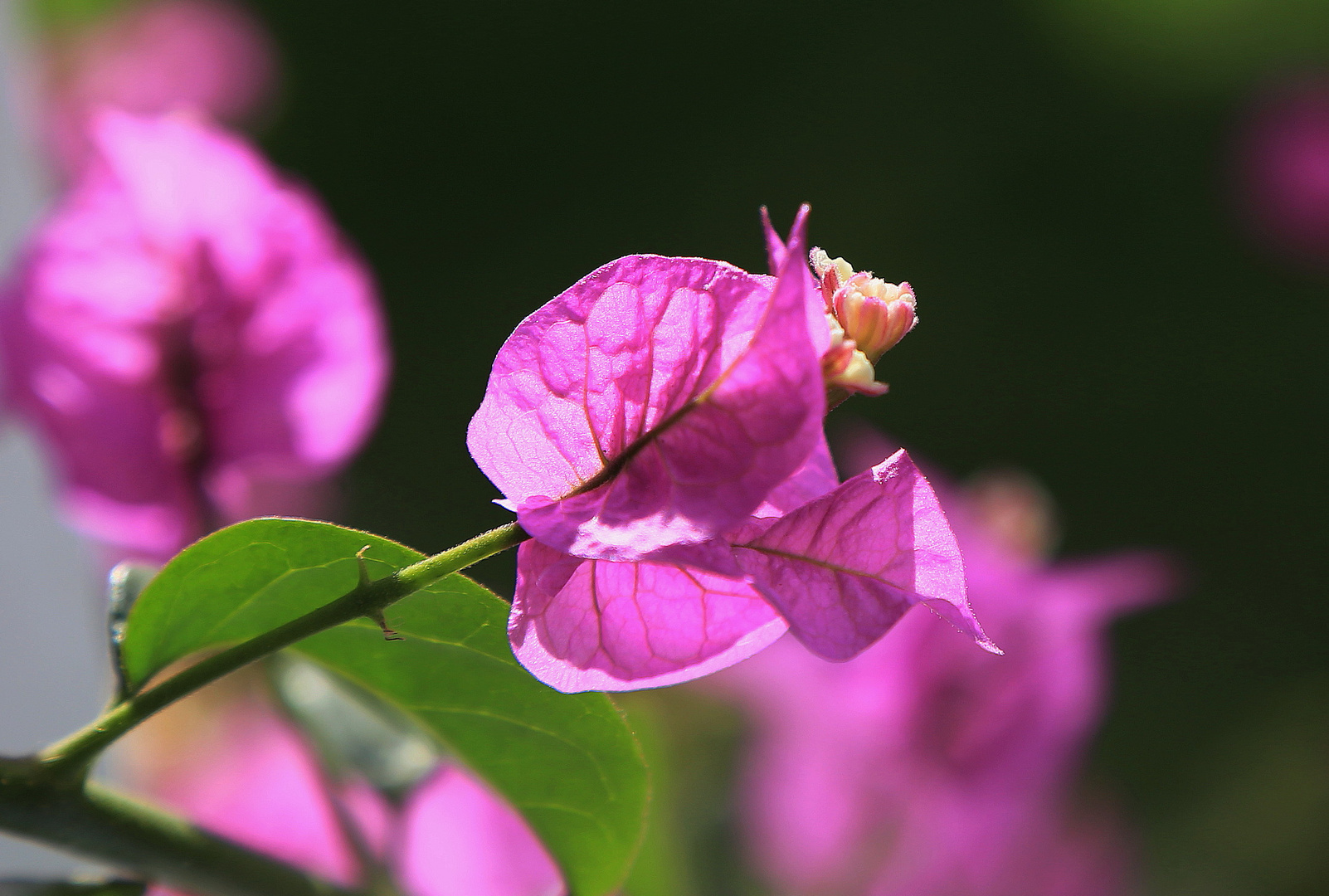 bougainvillea