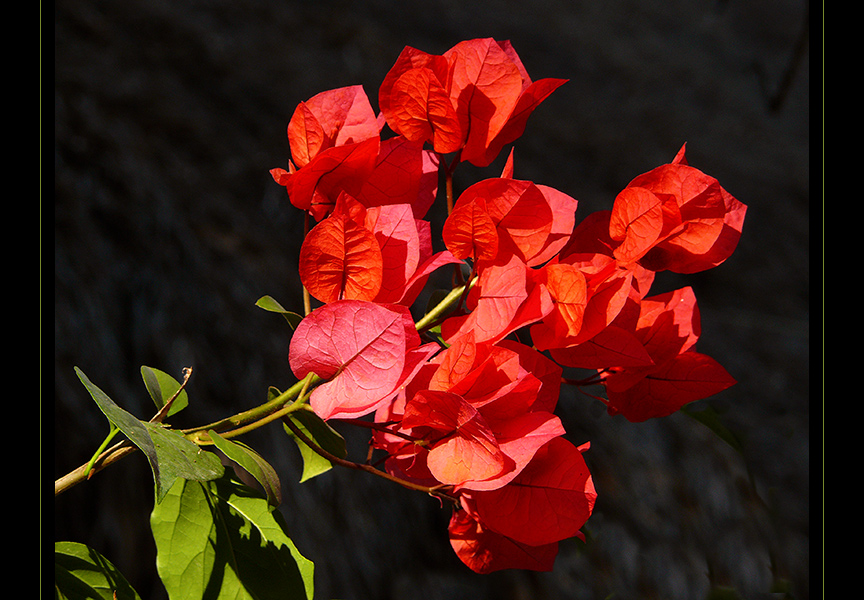 Bougainvillea