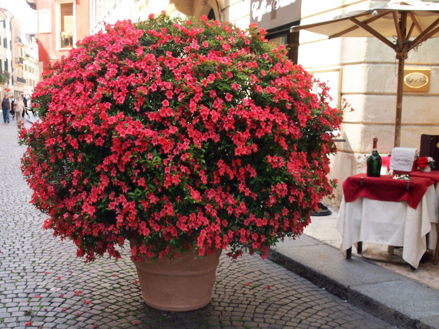 Bougainvillea