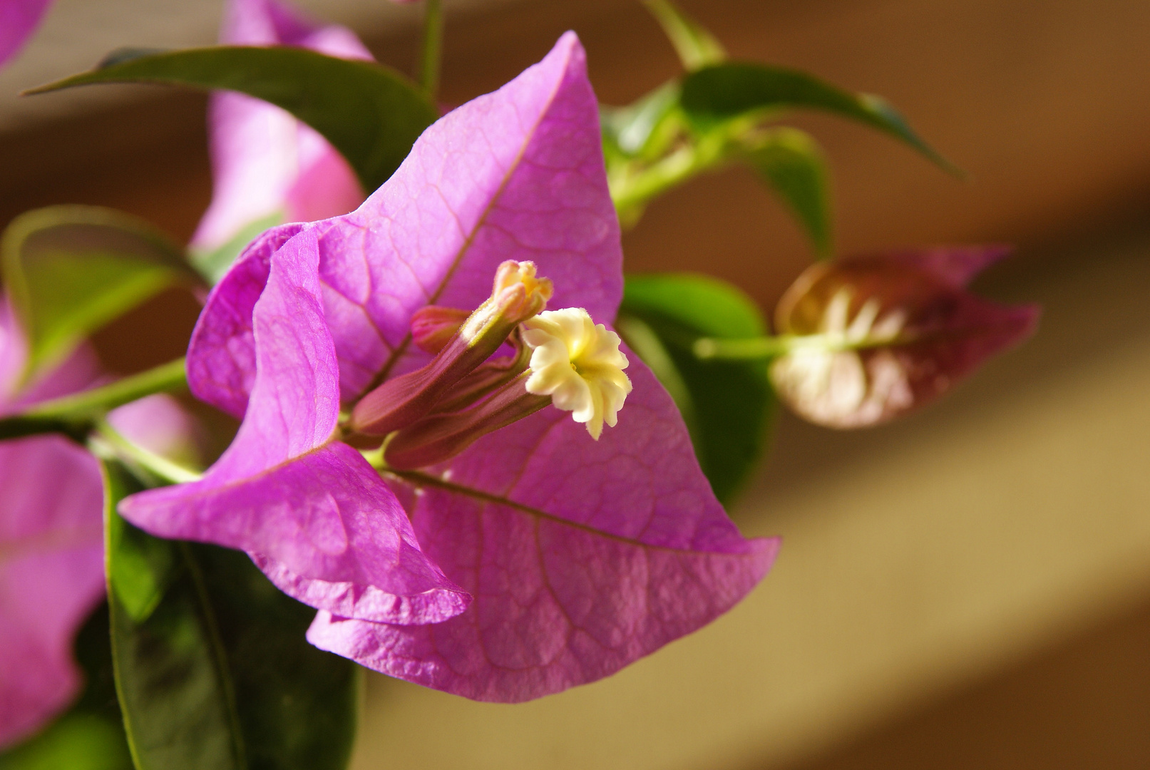 Bougainvillea ´12