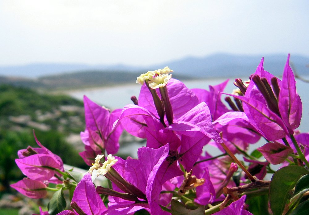 Bougainvillea