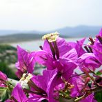 Bougainvillea