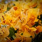 Bougainvillea