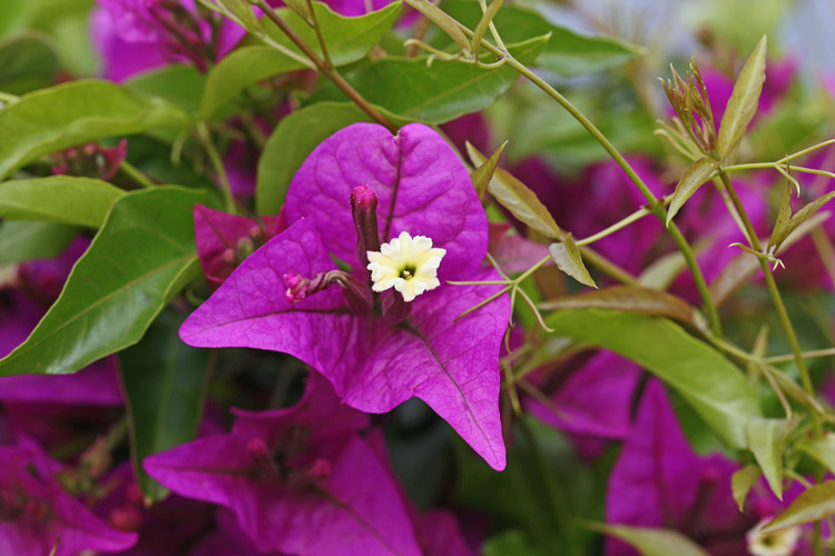 Bougainvillea