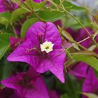 Bougainvillea