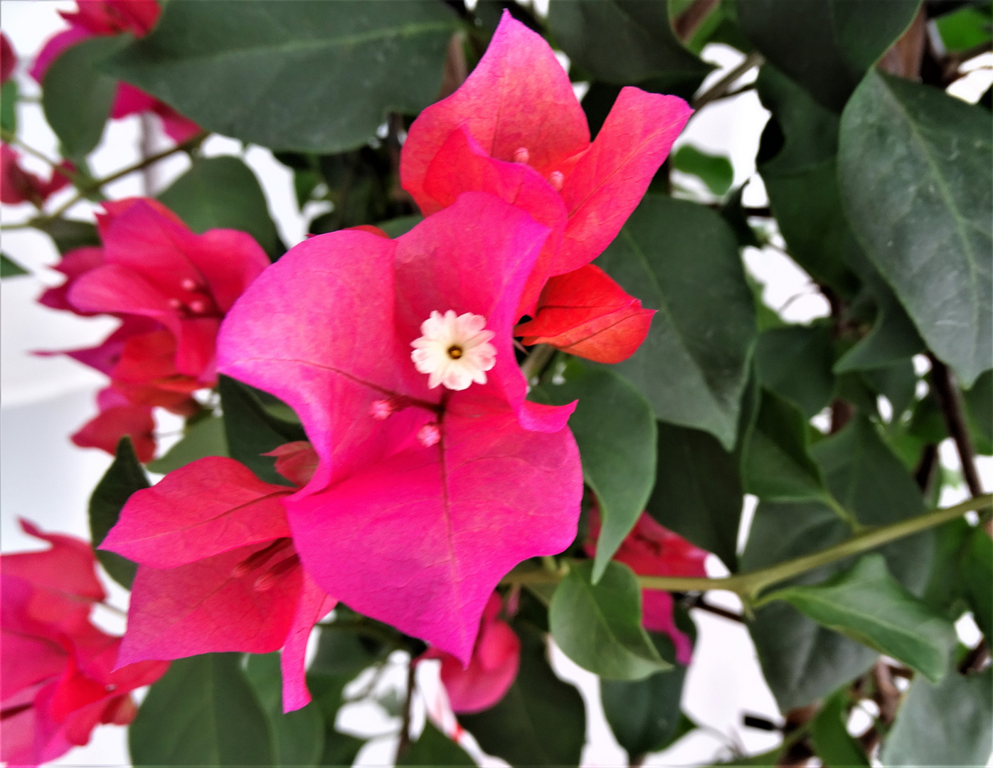 Bougainvillea