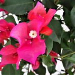 Bougainvillea