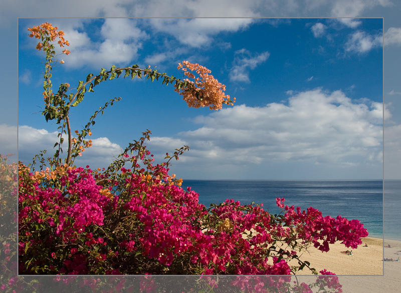 Bougainvillea