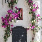 Bougainvillea 18