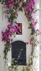 Bougainvillea 18