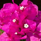 Bougainvillea