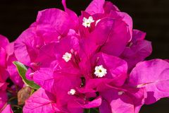 Bougainvillea