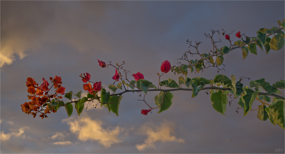 Bougainvillea