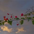 Bougainvillea