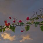 Bougainvillea