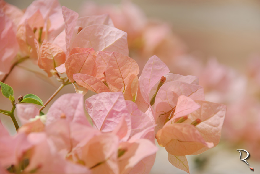 Bougainvillea