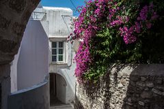 Bougainvillea......