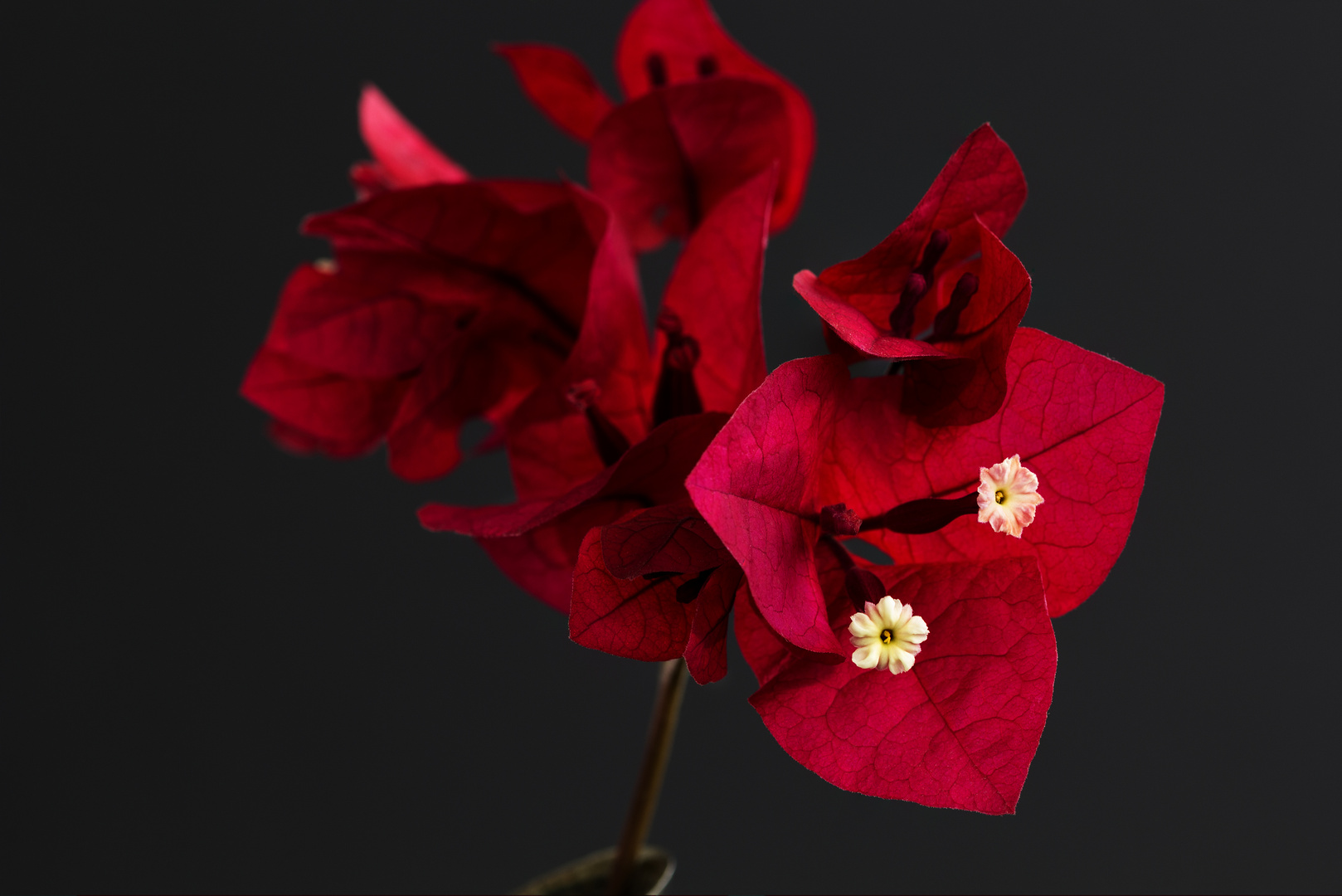 Bougainvillea 2