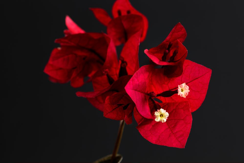 Bougainvillea 2